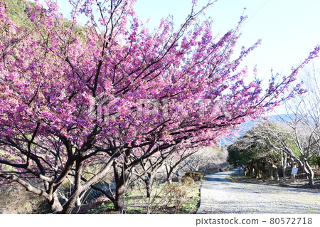 Dohi Sakura Dohi Sakura 80572718