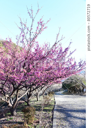 Dohi Sakura Dohi Sakura 80572719
