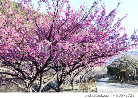 Dohi Sakura 80572722