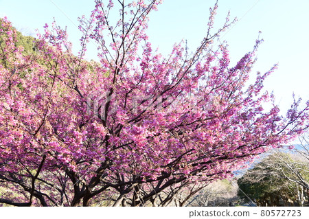 Dohi Sakura Dohi Sakura 80572723