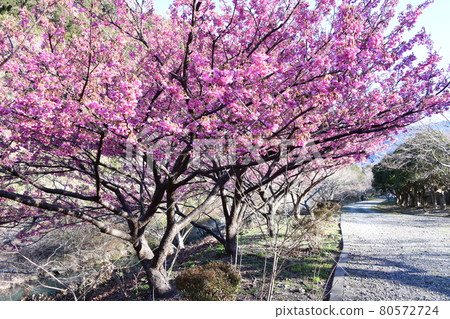 Dohi Sakura Dohi Sakura 80572724