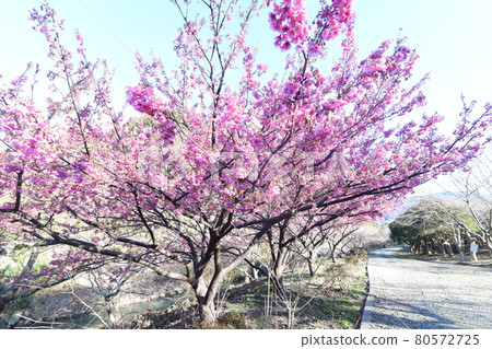 Dohi Sakura Dohi Sakura 80572725