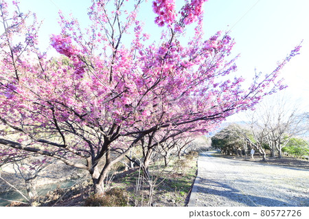 Dohi Sakura Dohi Sakura 80572726
