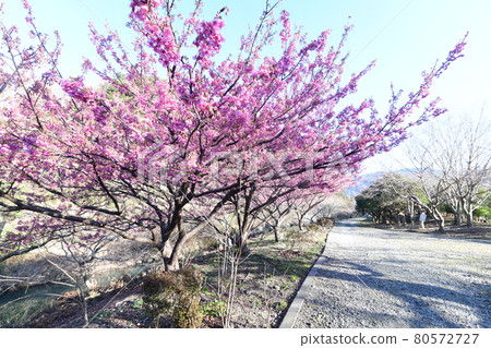 Dohi Sakura Dohi Sakura 80572727