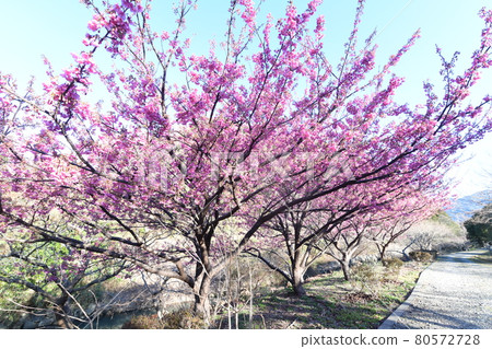 Dohi Sakura Dohi Sakura 80572728