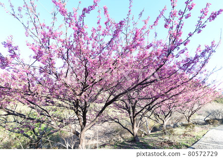 Dohi Sakura Dohi Sakura 80572729