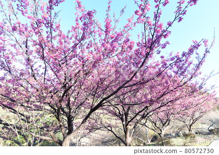 Dohi Sakura Dohi Sakura 80572730