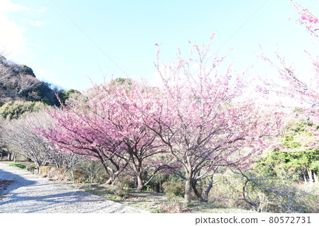 Dohi Sakura 80572731