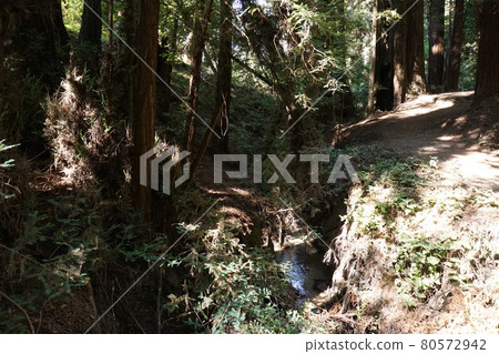 在美國州立公園 (Henry Cowell Redwoods State Park) 拍攝的風景 80572942
