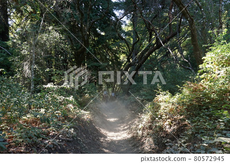 Scenery taken in an American state park (Henry Cowell Redwoods State Park) Scenery taken in an American state park (Henry Cowell Redwoods State Park) 80572945