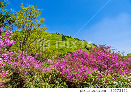 Kobanomitsubatsuji of Mt. Ihara 80573151