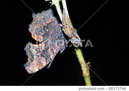 Kaniska canace 出苗和出殼後 80573746