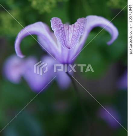 Clematis Clematis 80573944