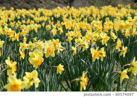 小號水仙花 小號水仙花 80574097