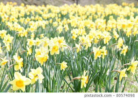 小號水仙花 80574098