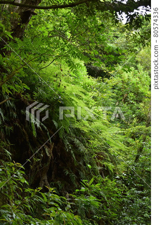 Green in the shade 80574336