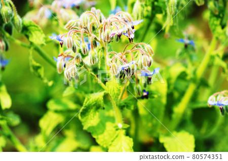 Plant "Polygi" herbs 80574351