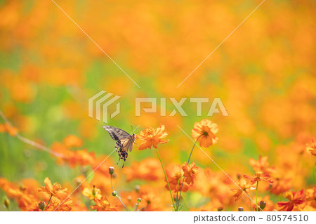 Kivana cosmos and swallowtail butterfly Kivana cosmos and swallowtail butterfly 80574510