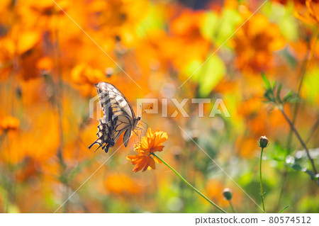Kivana波斯菊和swallowtail蝴蝶 Kivana波斯菊和swallowtail蝴蝶 80574512
