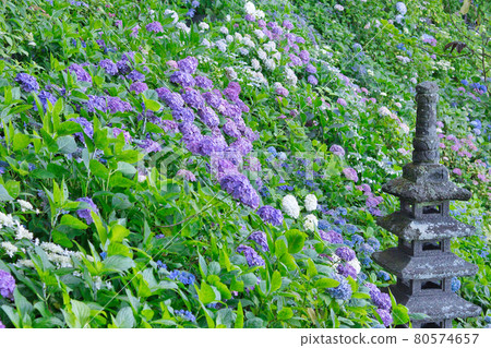 盛開的石燈籠和繡球花 盛開的石燈籠和繡球花 80574657