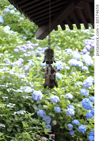 風玉繡球盛開 80574659