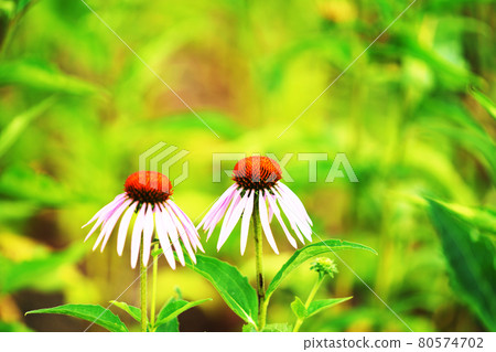 Plant "Echinacea" herb 80574702