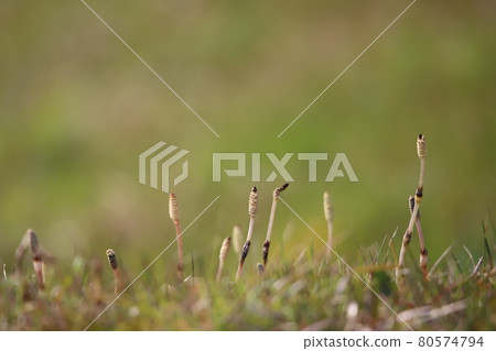 雜草叢生的馬尾 80574794