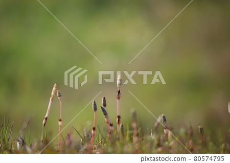 雜草叢生的馬尾 雜草叢生的馬尾 80574795