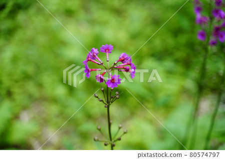 Japanese primrose in the forest Japanese primrose in the forest 80574797