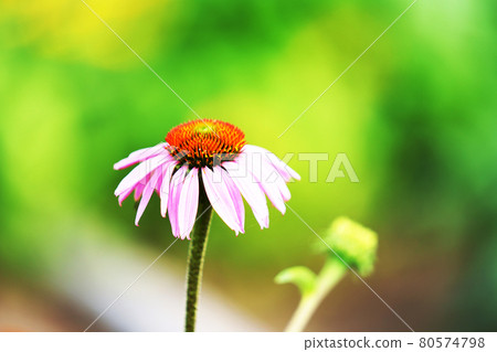 Plant "Echinacea" herb Plant "Echinacea" herb 80574798