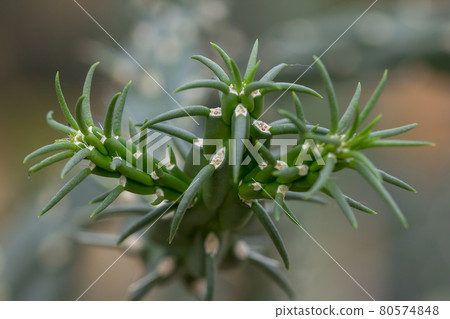 Miqueliopuntia miquelii is the only species comprised in the genus Miqueliopuntia Miqueliopuntia miquelii is the only species comprised in the genus Miqueliopuntia 80574848