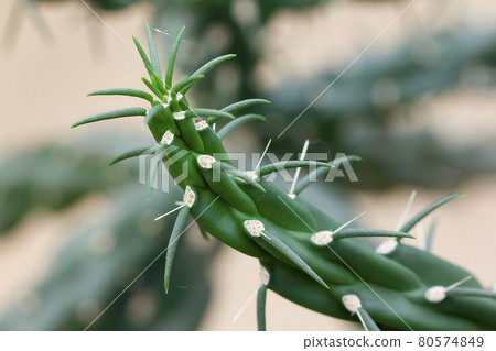 Miqueliopuntia miquelii is the only species comprised in the genus Miqueliopuntia Miqueliopuntia miquelii is the only species comprised in the genus Miqueliopuntia 80574849