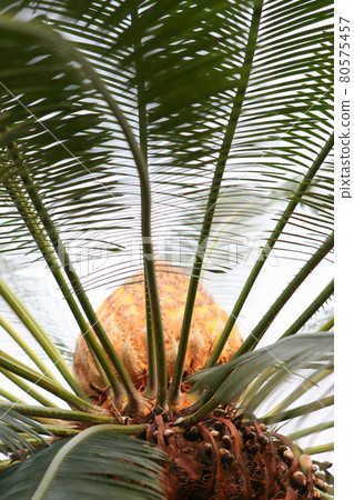 close up Golden cone of a female flower or bloom 80575457