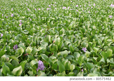 15 Oct 2005 Purple flowers on water at Penfold Park 80575462