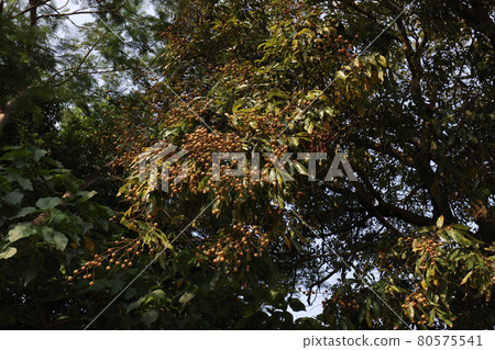 Organic longan garden in Mui Wo, hong kong 23 July 2021 Organic longan garden in Mui Wo, hong kong 23 July 2021 80575541