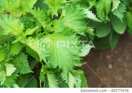 Plant "perilla large leaf" 80575636
