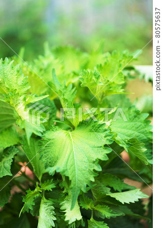植物“紫蘇大葉” 80575637