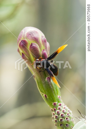 wasp, insect on the cactus , Wasps are poisonous and dangerous insects. Because there is a sting in it (sting). wasp, insect on the cactus , Wasps are poisonous and dangerous insects. Because there is a sting in it (sting). 80575668