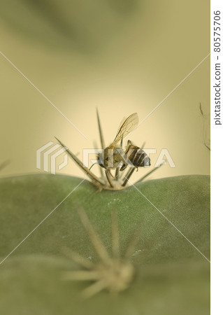 The remains of a dead bee lies on a cactus thorn. The remains of a dead bee lies on a cactus thorn. 80575706