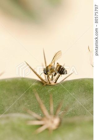 The remains of a dead bee lies on a cactus thorn. The remains of a dead bee lies on a cactus thorn. 80575707