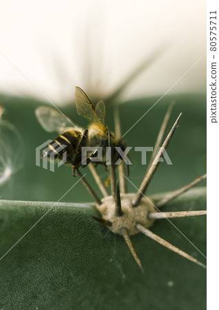 The remains of a dead bee lies on a cactus thorn. The remains of a dead bee lies on a cactus thorn. 80575711
