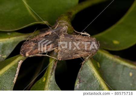 Adult Subterranean Dart Adult Subterranean Dart 80575718