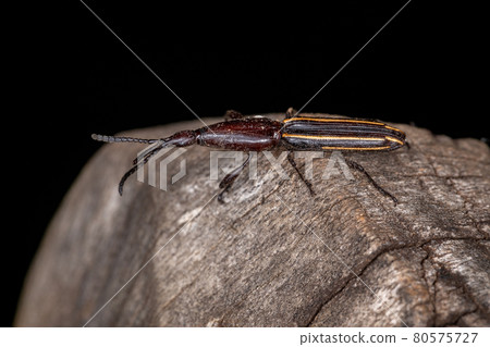 Adult Straight-snouted Weevil 80575727