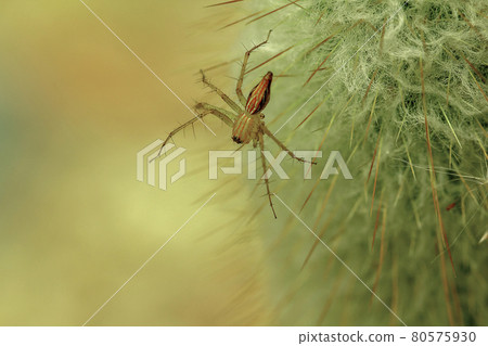 small brown spider on cactus 80575930