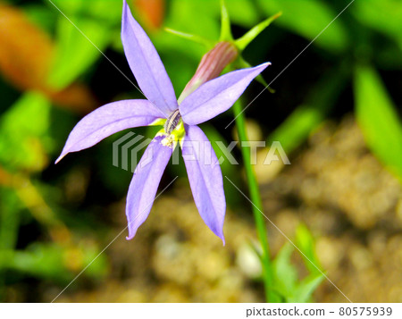 Plant, isotoma flower Plant, isotoma flower 80575939