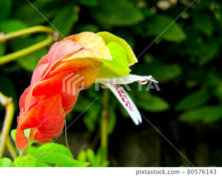 植物，狐狸花 80576143