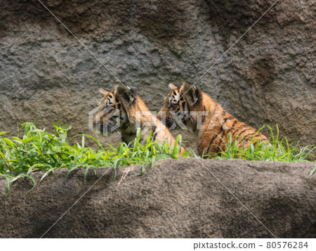 Amur tiger brothers 80576284