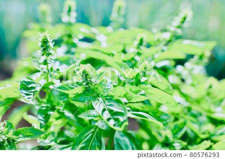 Sweet basil cultivation 80576293