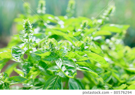 Sweet basil cultivation Stock Photo 80576294 PIXTA