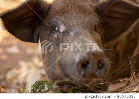 Black pig bred 80576383